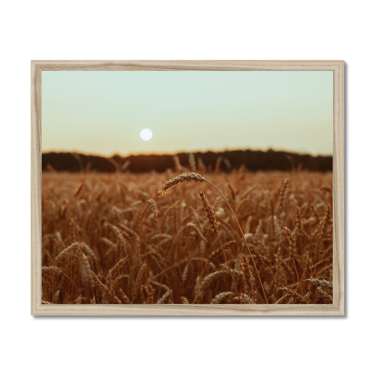 Fields of Gold Framed Print