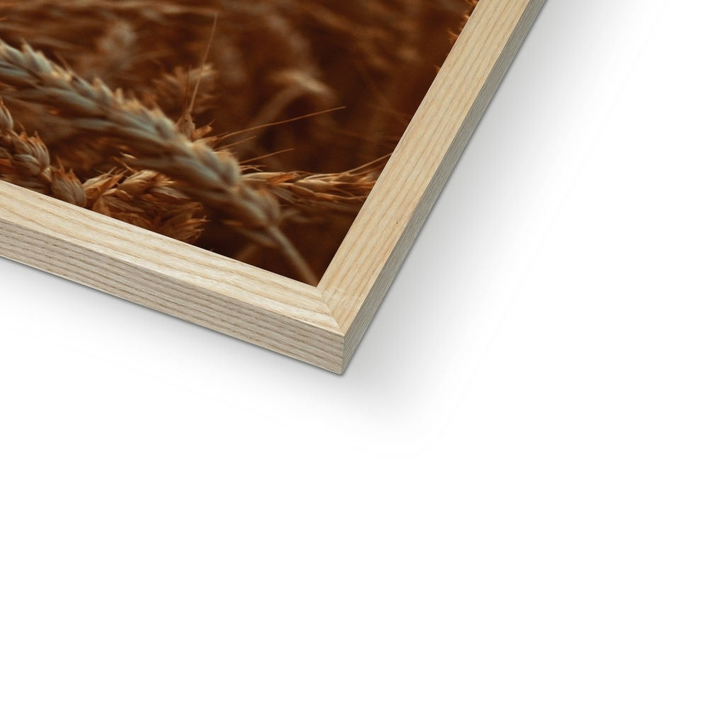 Fields of Gold Framed Print