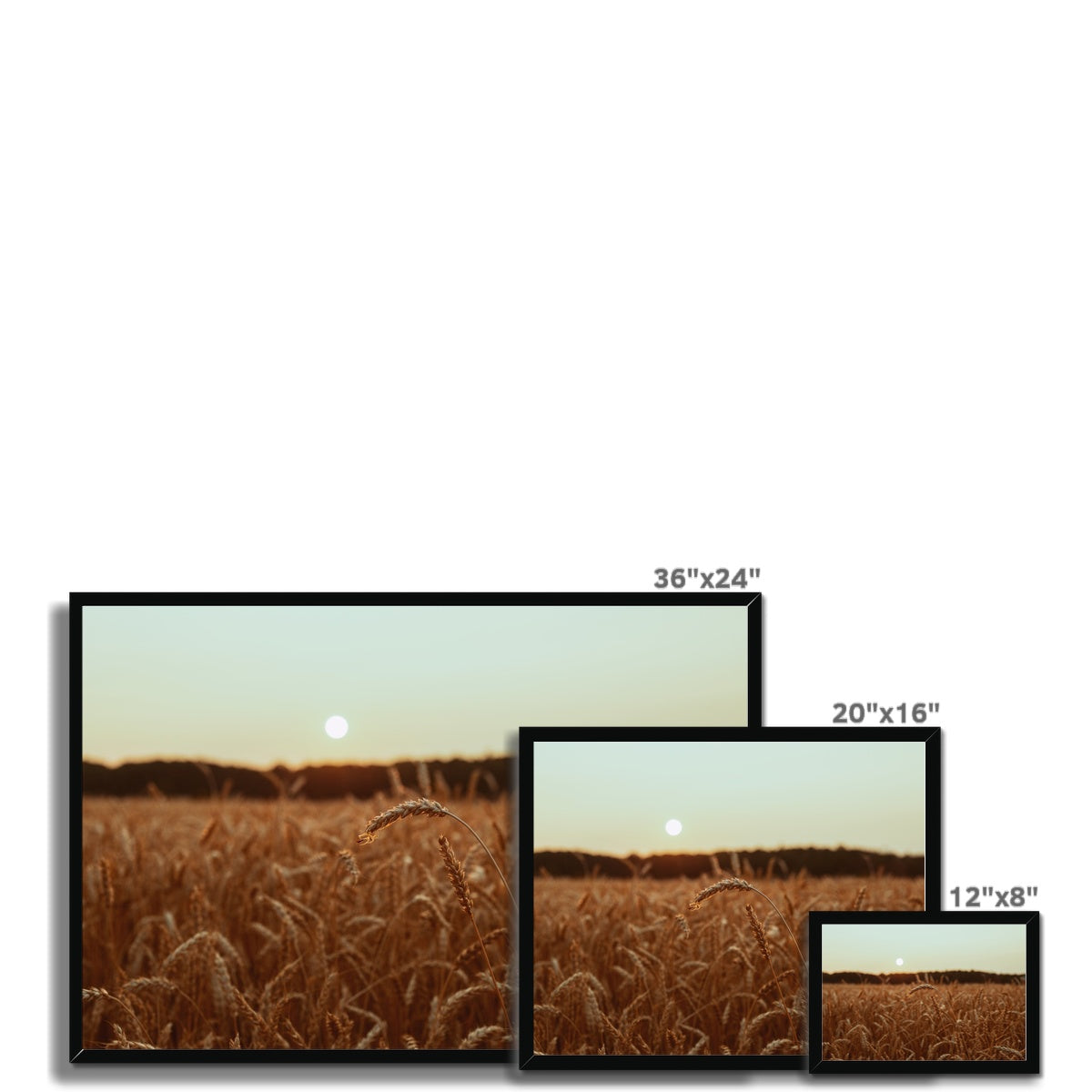 Fields of Gold Framed Print