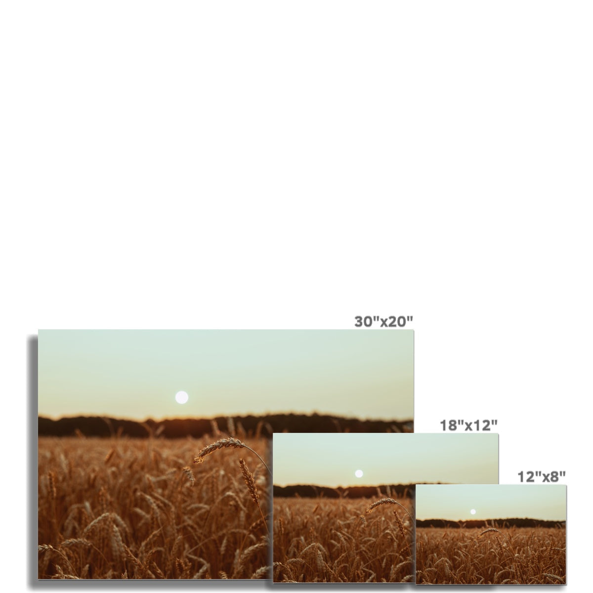 Fields of Gold Fine Art Print