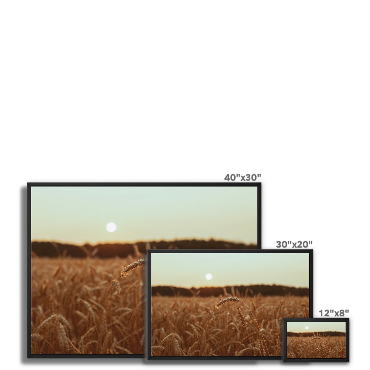 Fields of Gold Framed Canvas