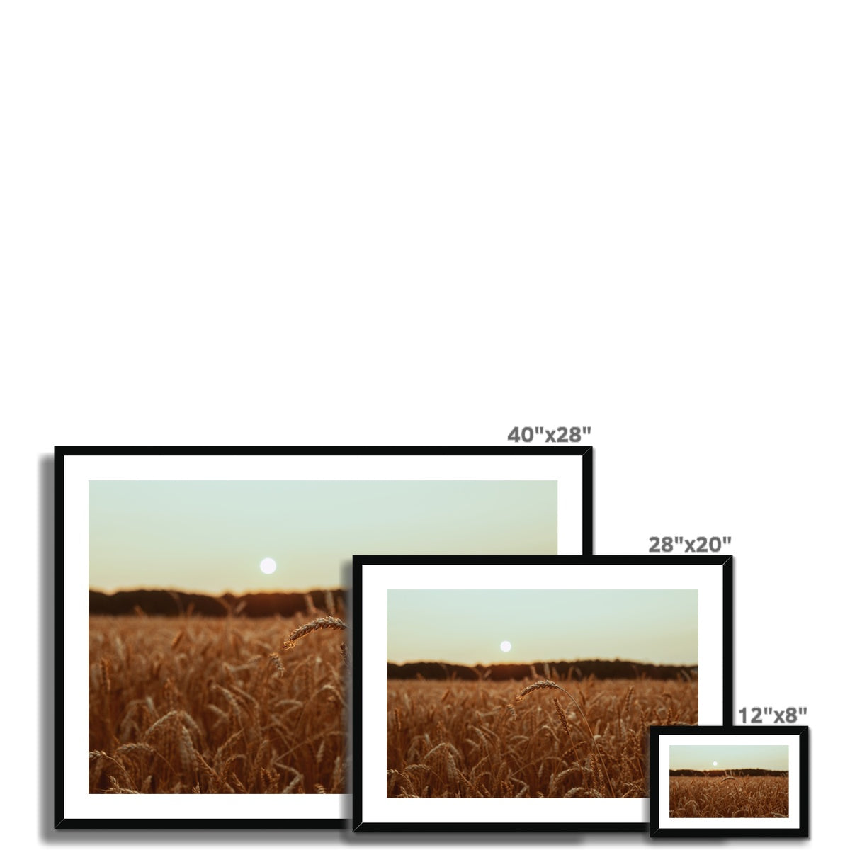 Fields of Gold Framed & Mounted Print