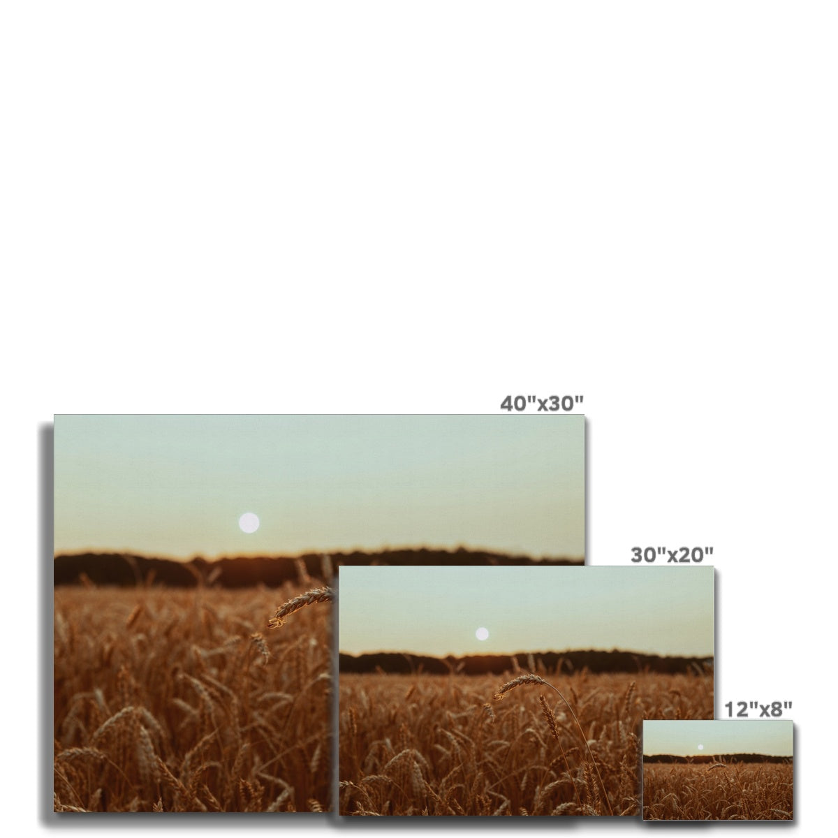 Fields of Gold Canvas