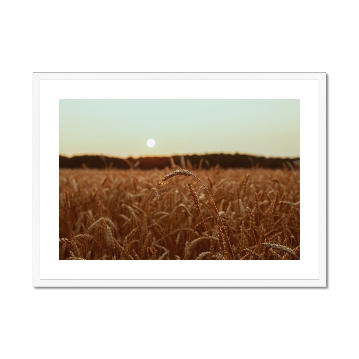 Fields of Gold Framed & Mounted Print