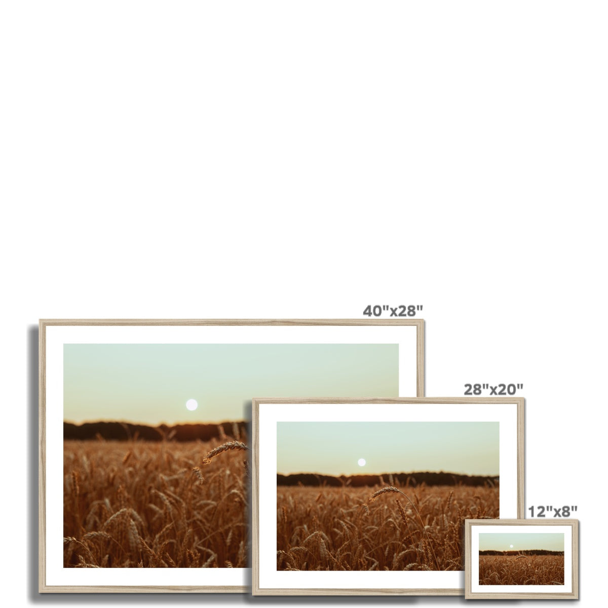 Fields of Gold Framed & Mounted Print