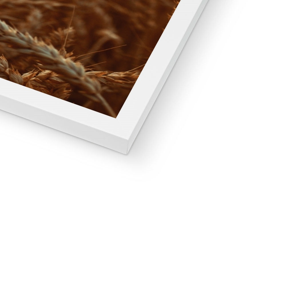Fields of Gold Framed Print