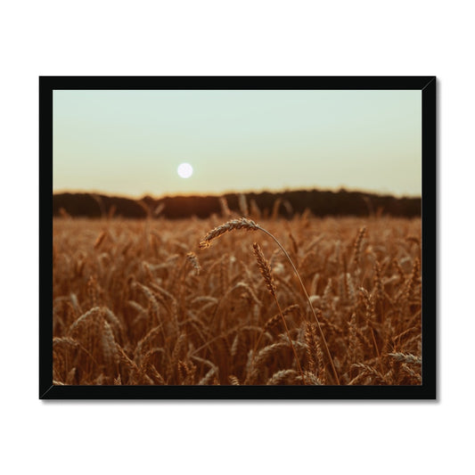 Fields of Gold Framed Print