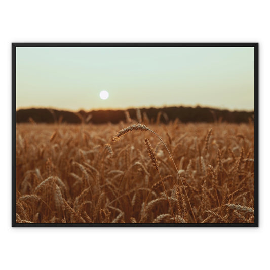Fields of Gold Framed Canvas