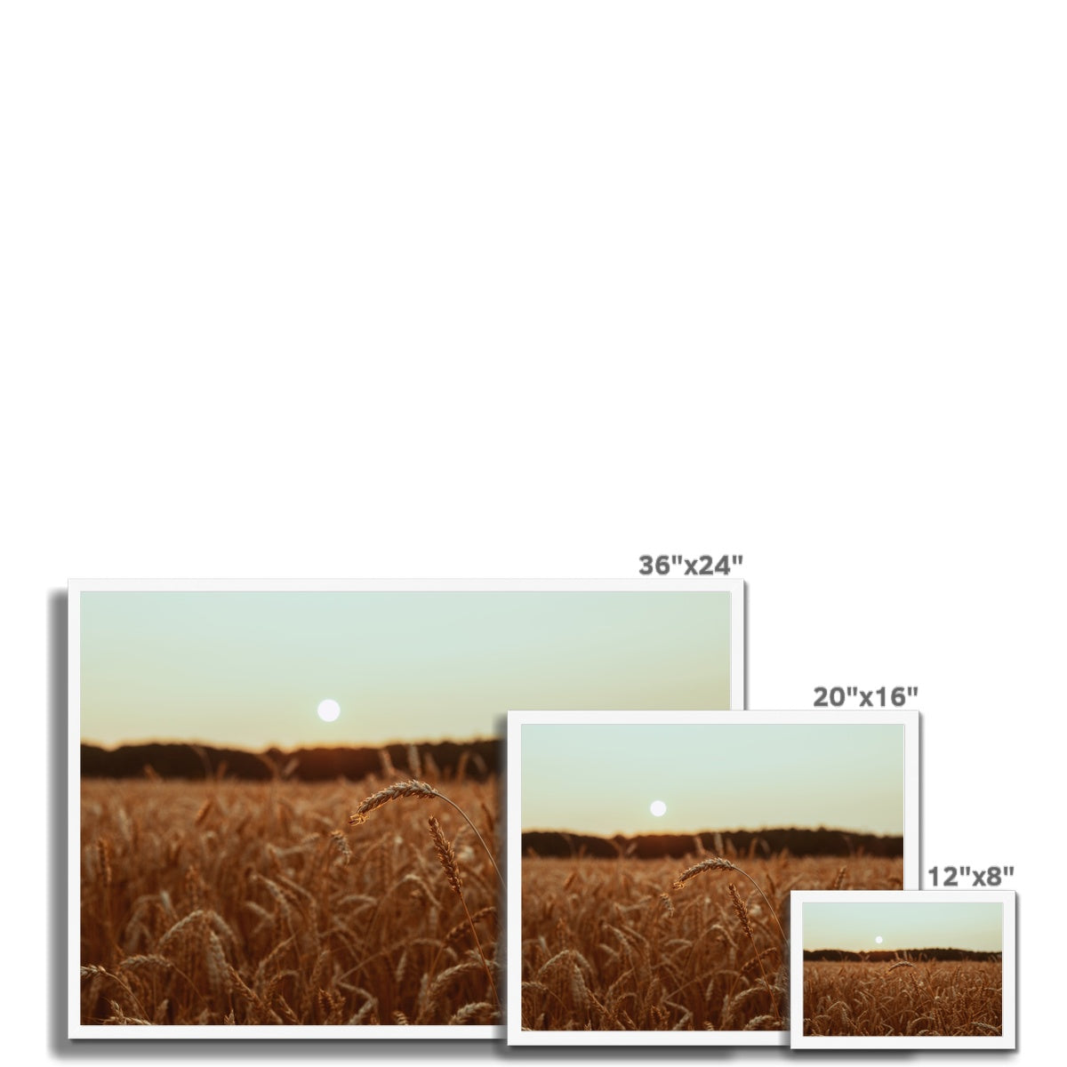 Fields of Gold Framed Print