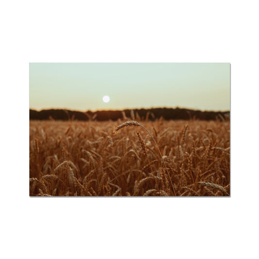 Fields of Gold Fine Art Print
