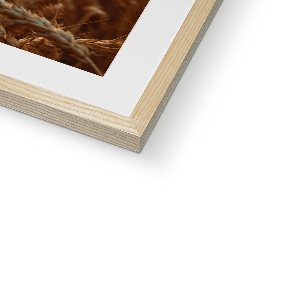 Fields of Gold Framed & Mounted Print