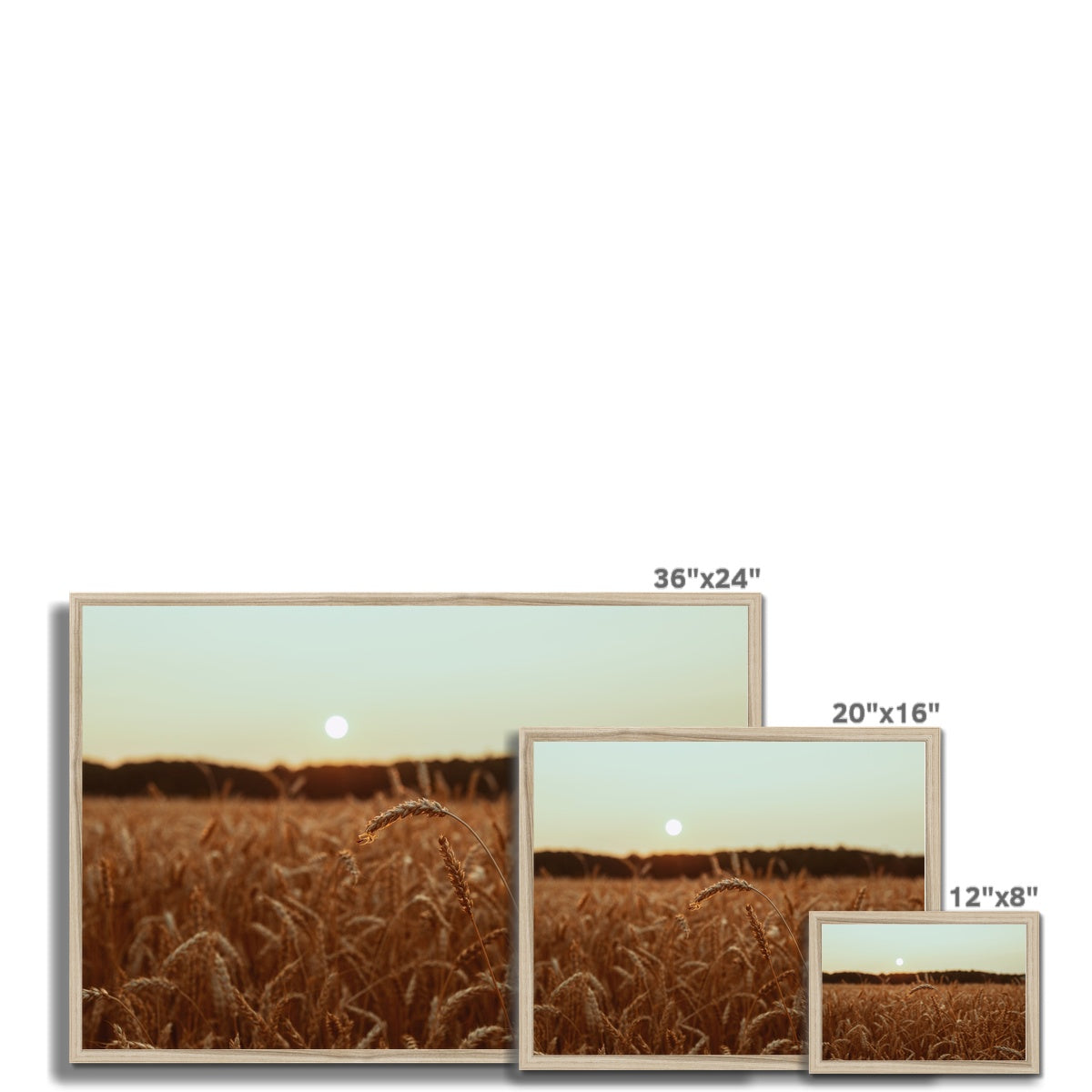 Fields of Gold Framed Print