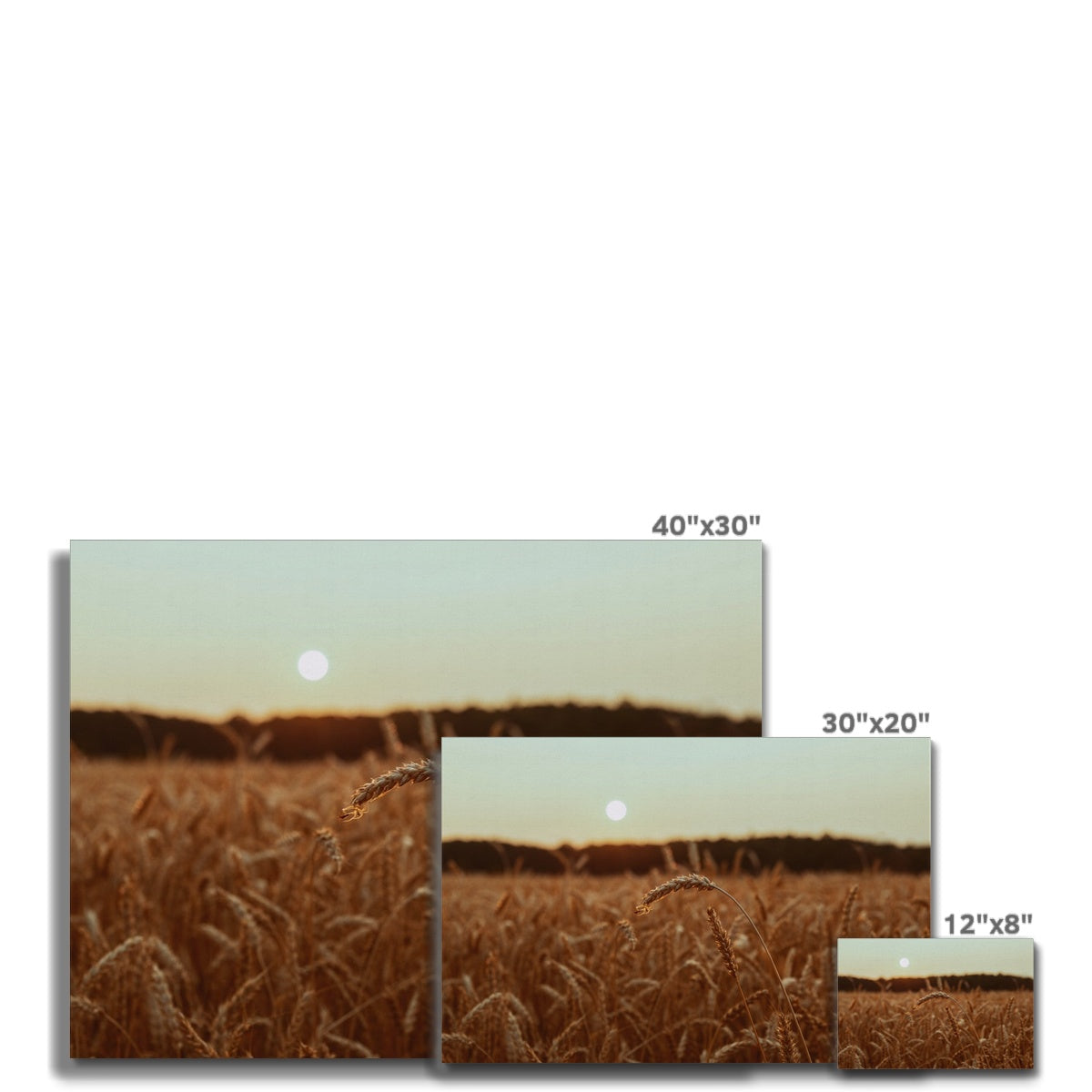 Fields of Gold Canvas
