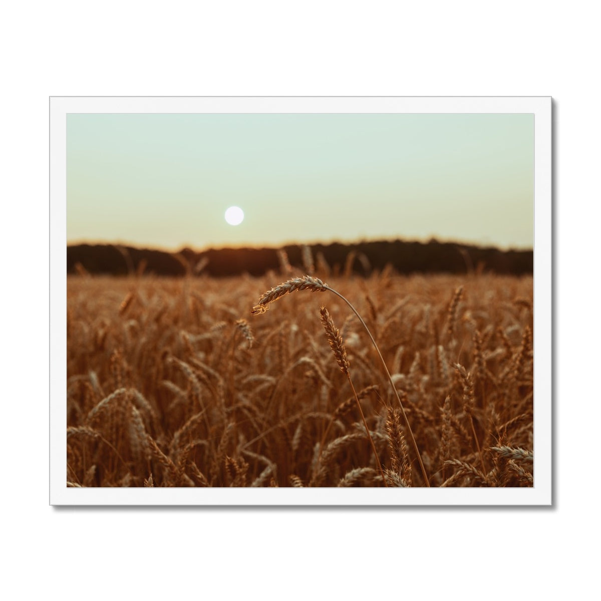 Fields of Gold Framed Print