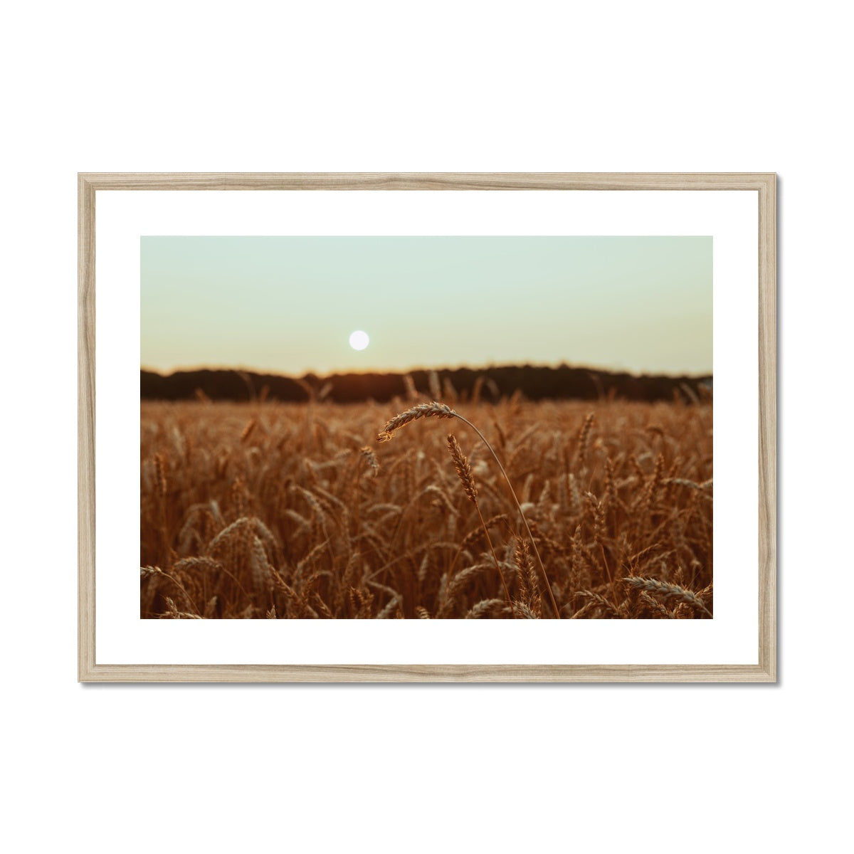 Fields of Gold Framed & Mounted Print