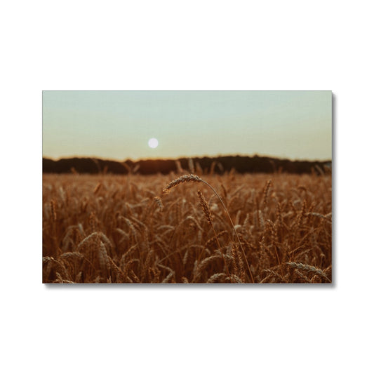 Fields of Gold Canvas
