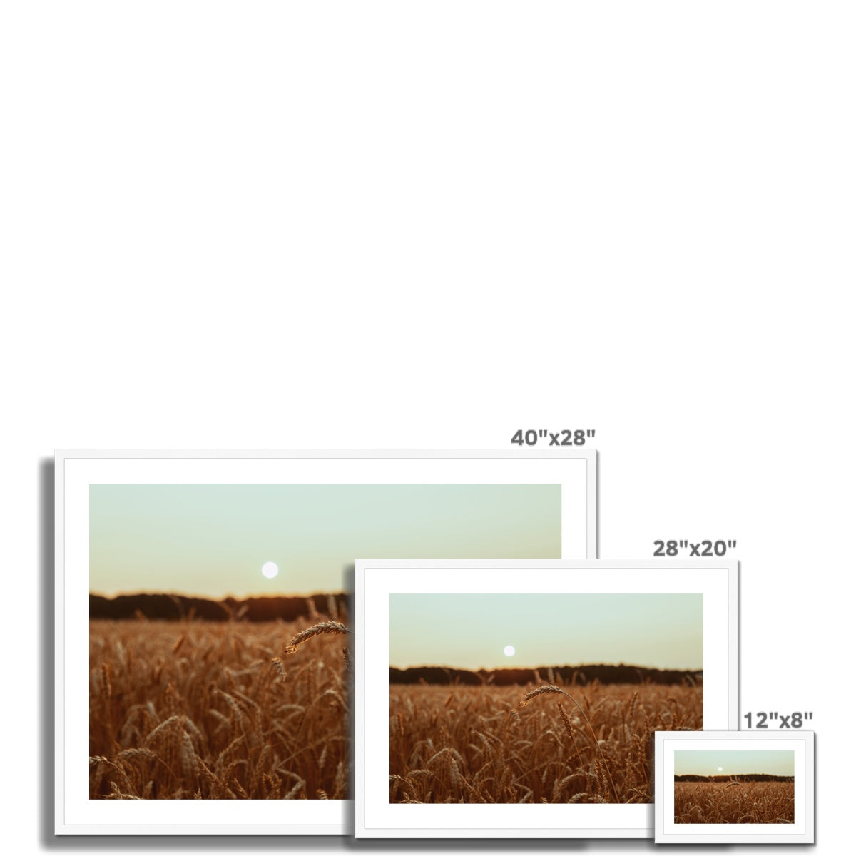 Fields of Gold Framed & Mounted Print