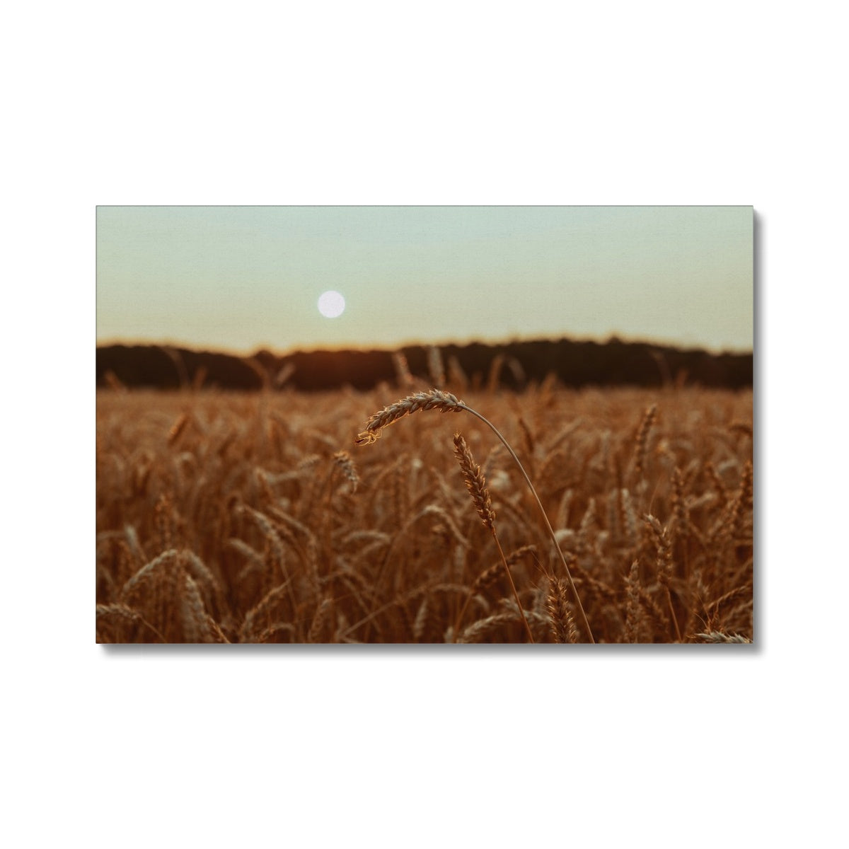 Fields of Gold Canvas