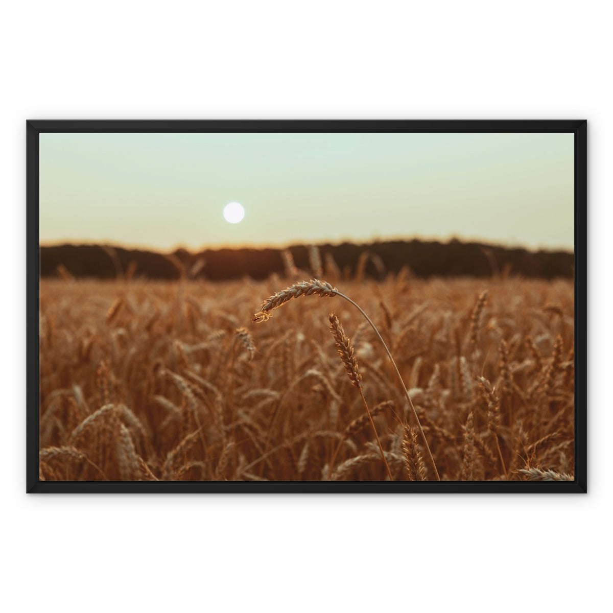 Fields of Gold Framed Canvas