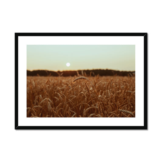 Fields of Gold Framed & Mounted Print